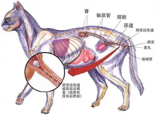 猫咪尿频尿急尿不尽的原因、症状、检查、诊疗及护理