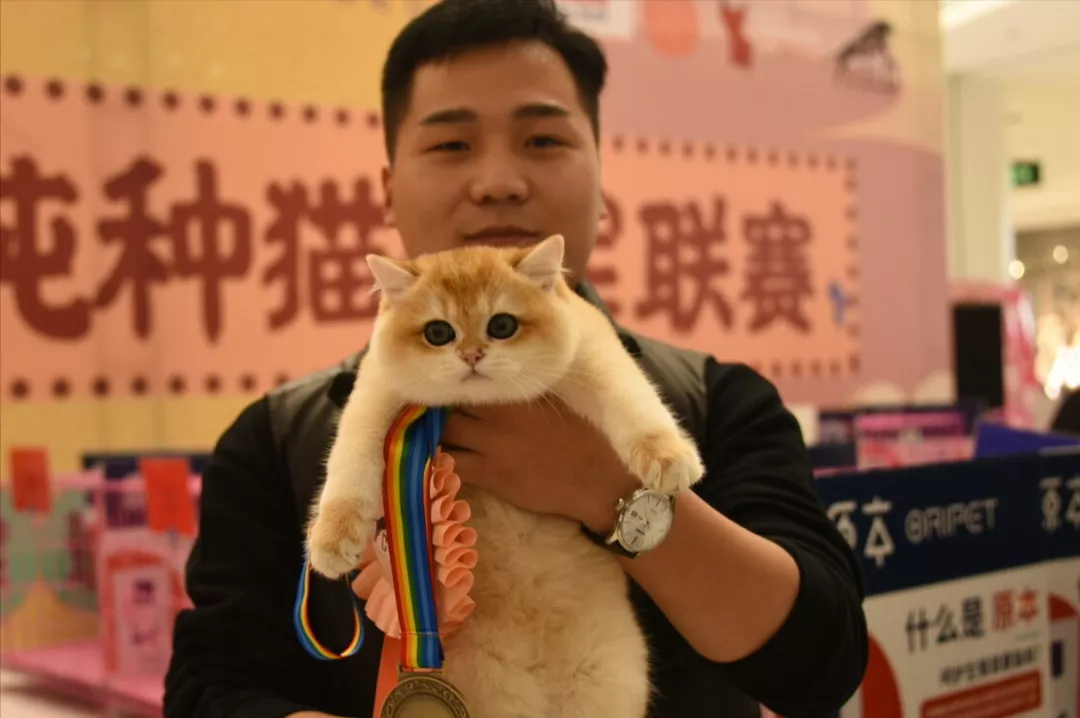 猫咪美毛，用海藻粉还是猫卵磷脂好？