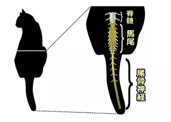 拽猫咪尾巴有哪些危害？