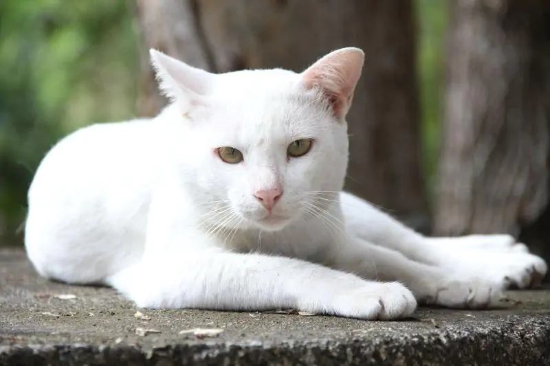 常见宠物猫咪的“寿命排行榜”，美短最长，狸花猫出人预料