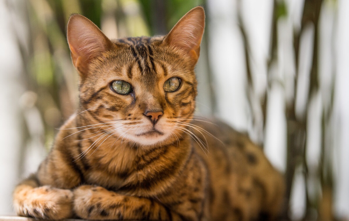 亚洲豹猫(孟加拉豹猫)可以养吗？(养亚洲豹猫犯法吗)