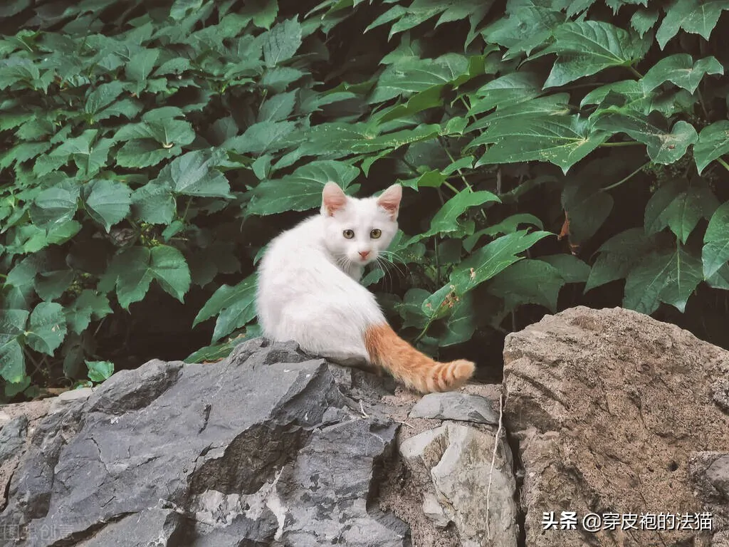 为什么人类无法彻底驯化猫咪？