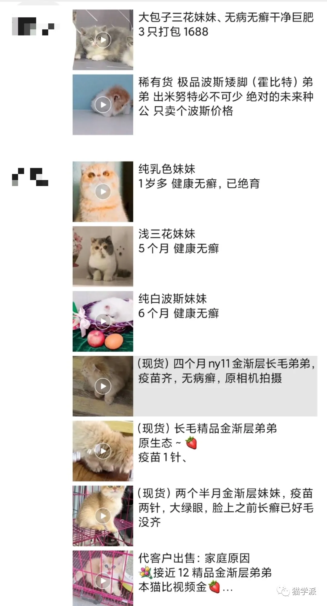 买猫如何快速分辨猫舍和猫贩子？