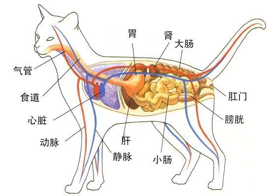 如何帮猫咪做简单体检？(怎么给猫咪体检)