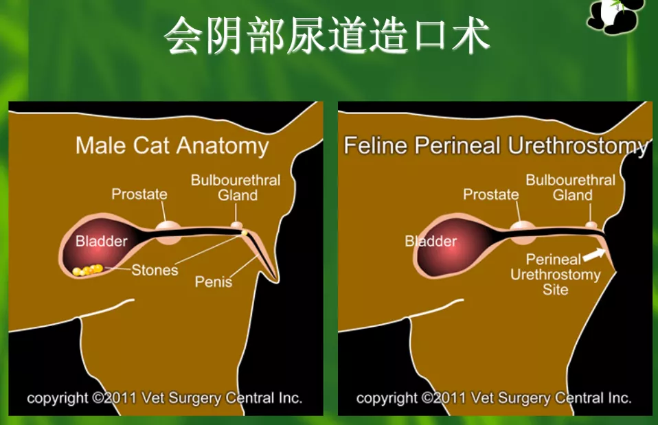 猫咪尿闭怎么办？考虑一下猫咪尿道造口术