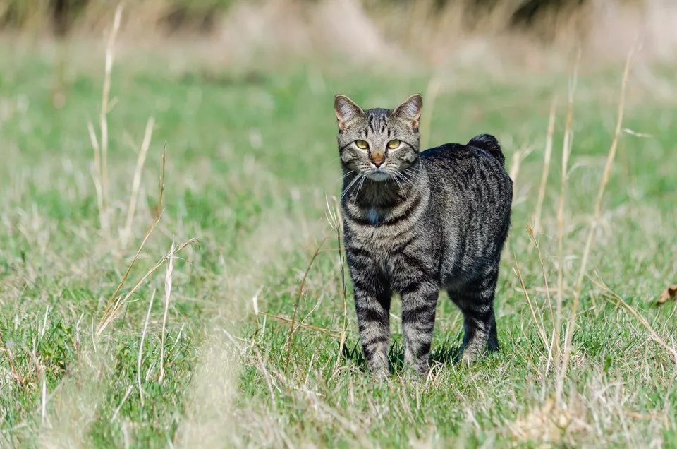 种独特的短尾猫品种，美国和日本短尾猫上榜"