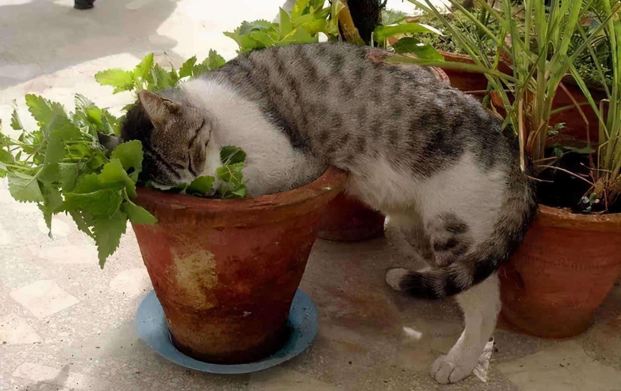 猫咪最喜欢闻什么味道？猫咪最喜欢的几种气味