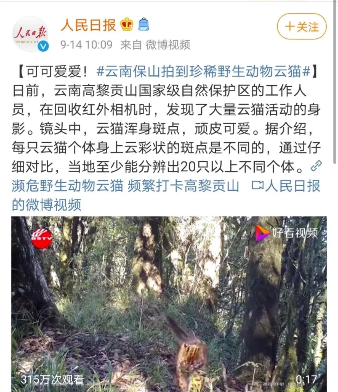 濒临绝种的珍稀猫咪——云猫，又出现啦！