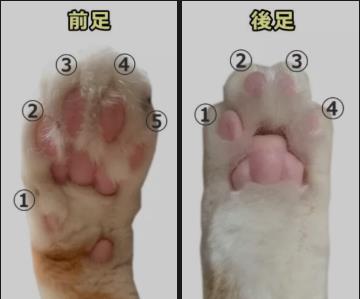 猫咪百科之8个关于猫爪子的冷知识