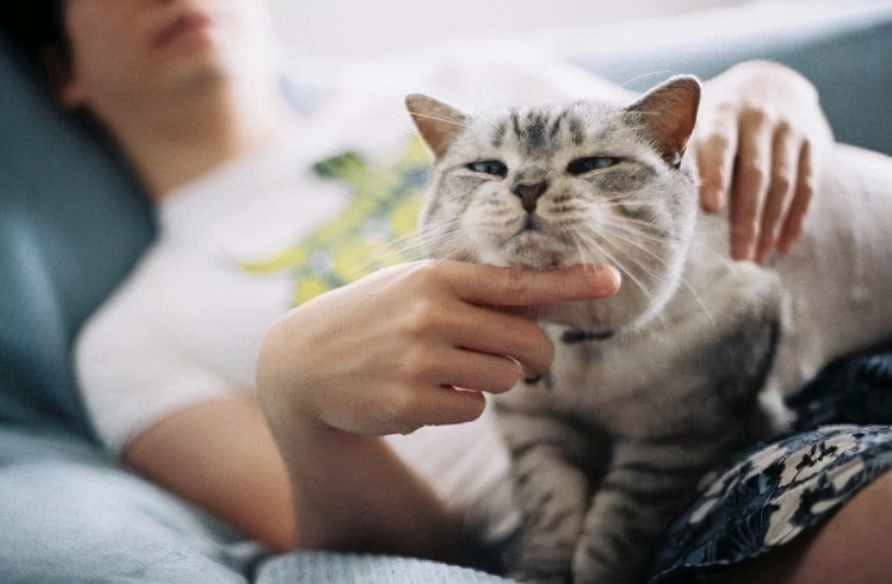 养猫的好处和坏处都有哪些？