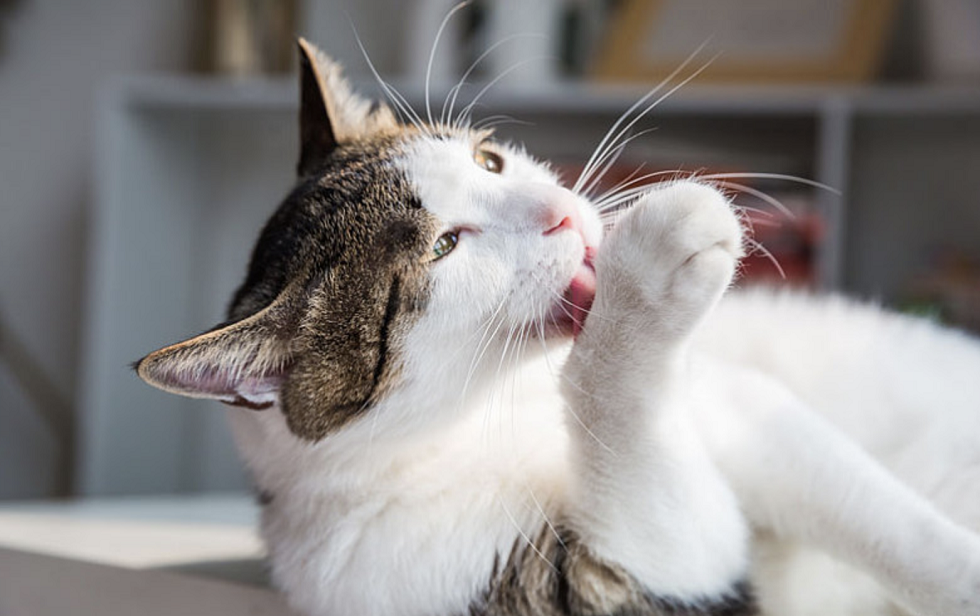 猫咪的饭碗和玩具多久洗一次最好呢？