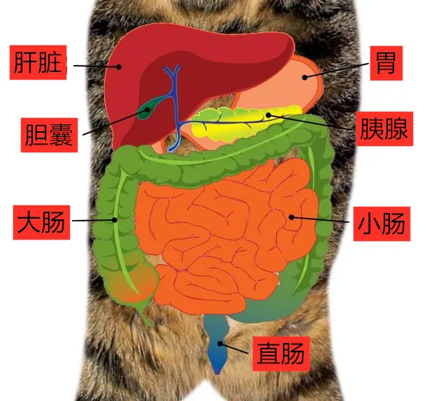 猫咪慢性肝炎的原因、症状及治疗