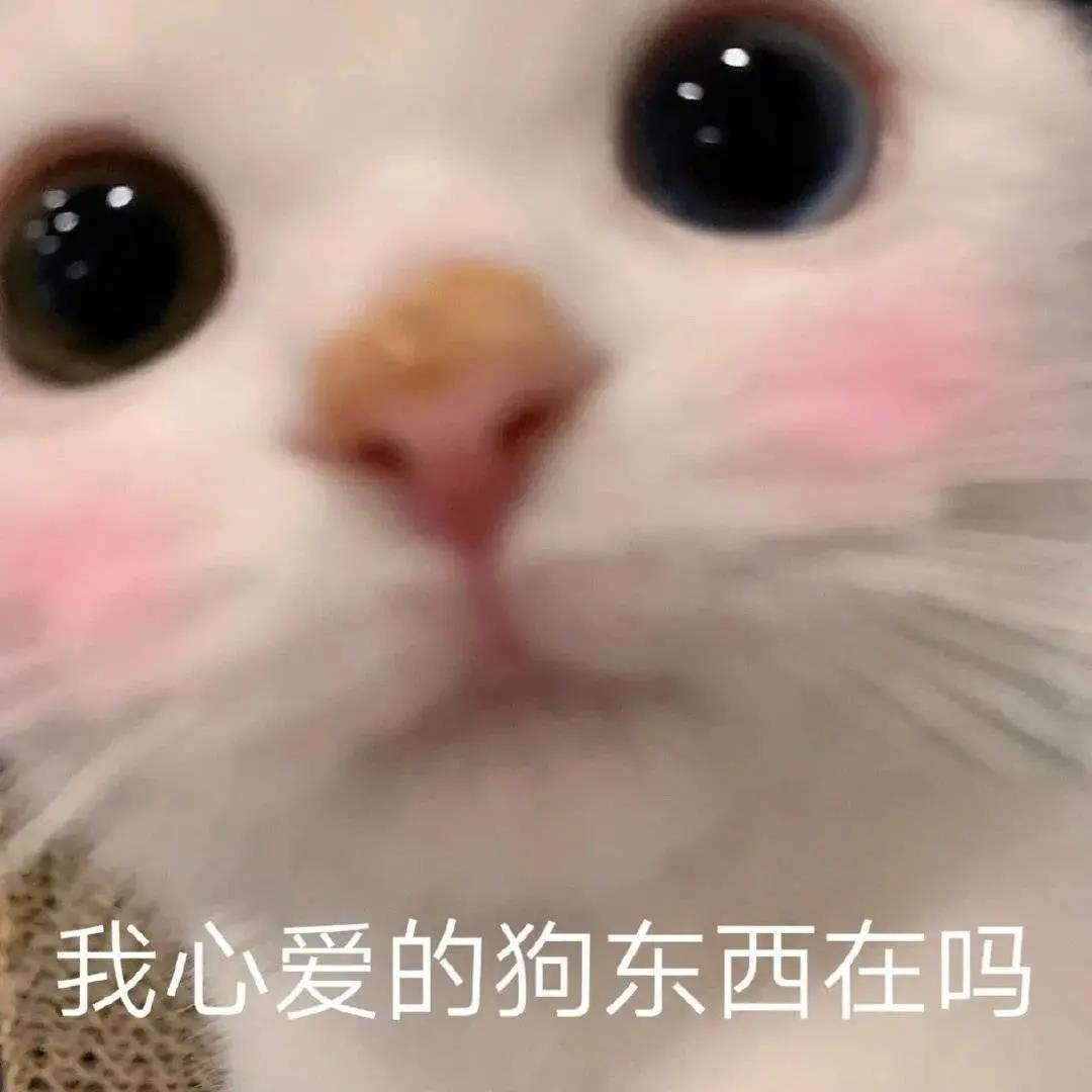 猫咪表情包下载第一期：搞笑猫咪表情包（猫咪奶盖、暹罗猫动态表情包、猫咪老公）