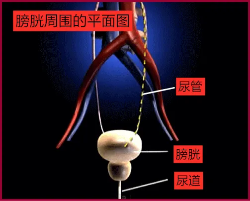 猫咪膀胱炎的病理、症状及治疗