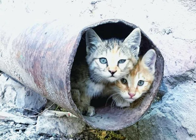 冬天是个适合捡猫的季节