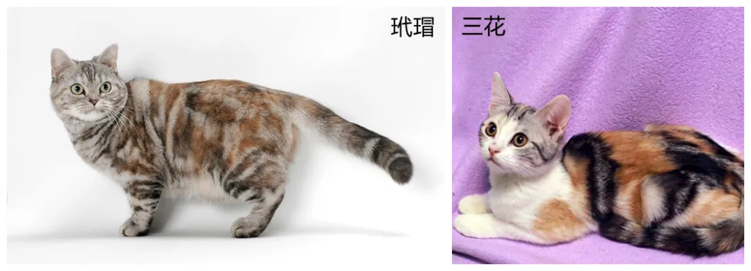 银虎斑的美国短毛猫详细介绍