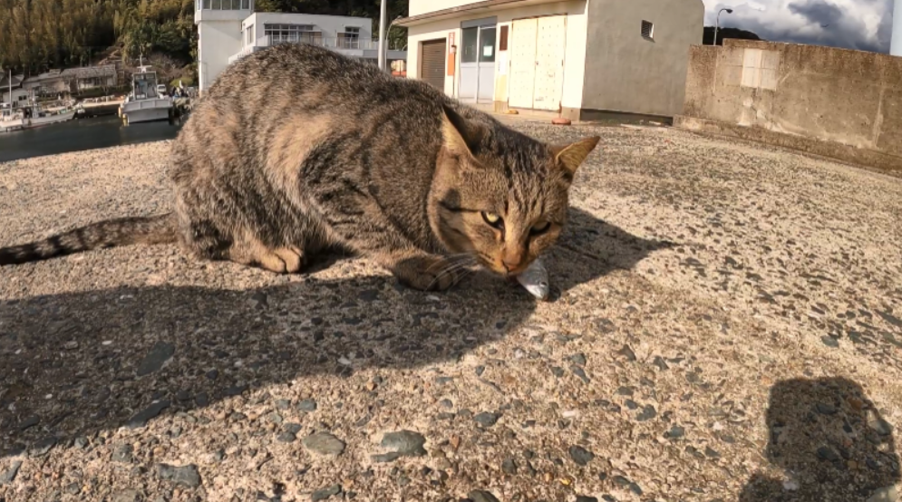 养狸花猫的“5大误区，千万不要犯