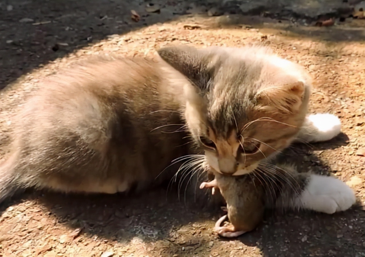 现在的猫咪不抓老鼠？研究发现抓老鼠不是猫咪的本能