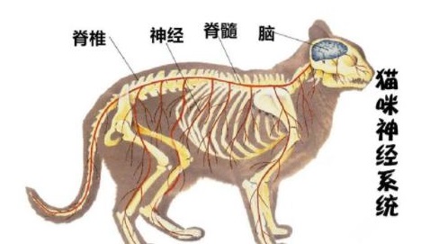 猫咪流口水，到底是嘴馋还是有病？