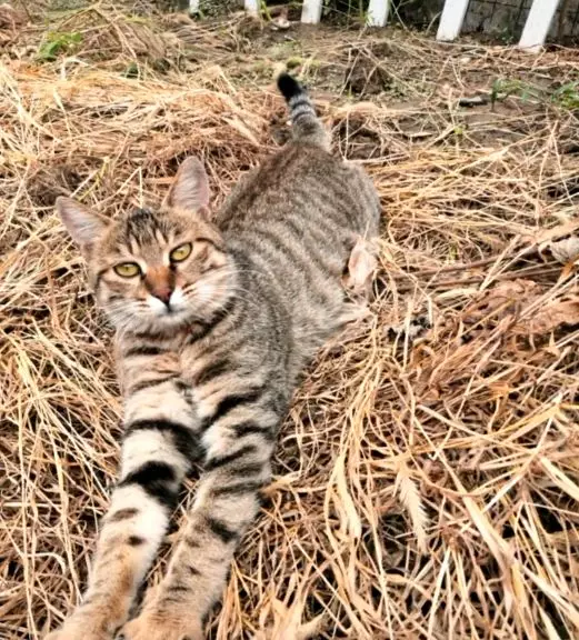 那只会送礼物的流浪猫灰灰，回喵星球了