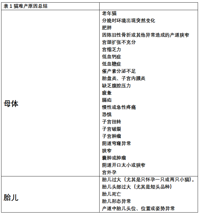 猫咪难产的4大诊疗要点与细节