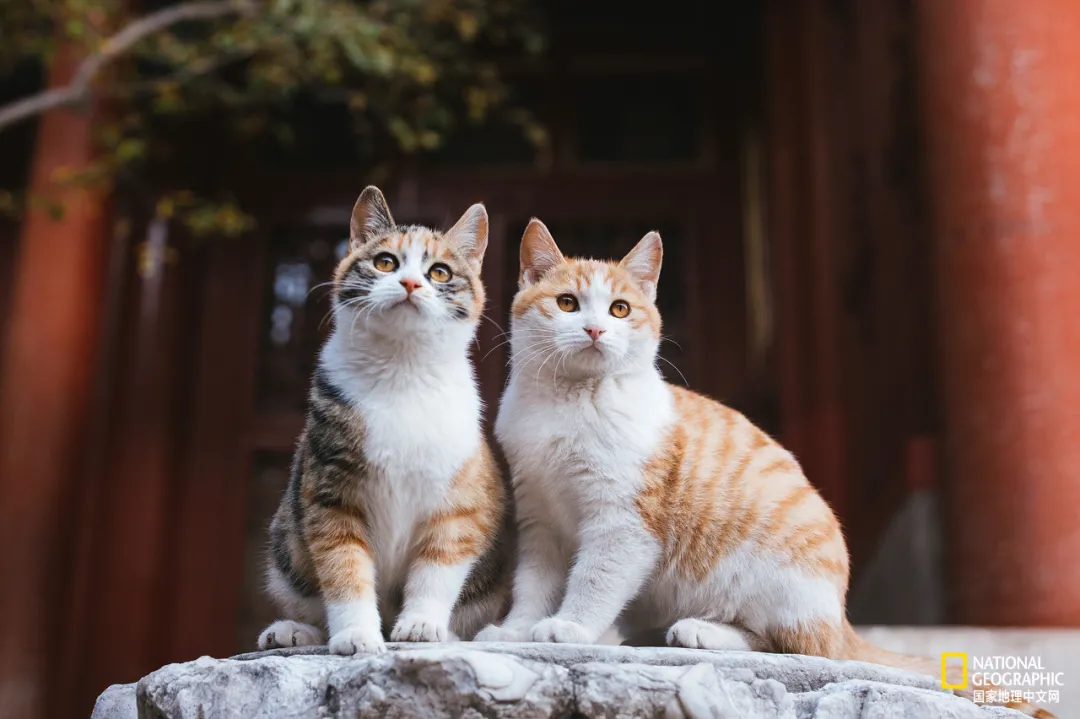 故宫的猫，比雪好看太多了