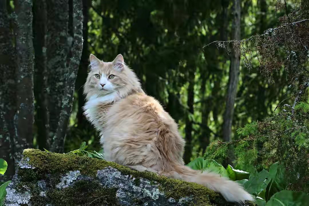 021年颜值最高的十大猫咪品种排行榜，中华田园小橘猫上榜"