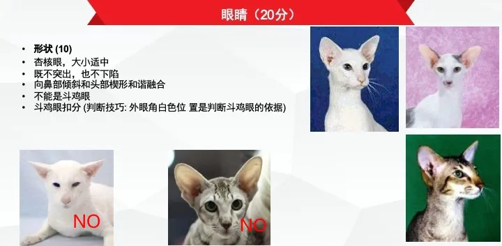 东方短毛猫的CFA品种标准