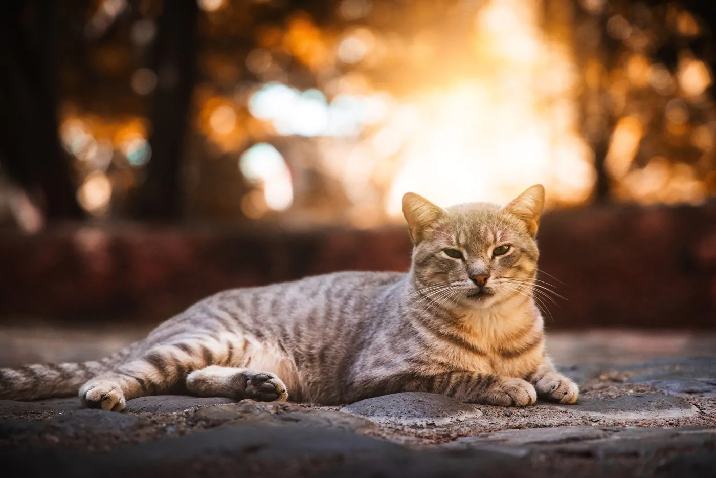 猫咪的9种睡姿解析，不同的睡姿，代表着什么样的心理