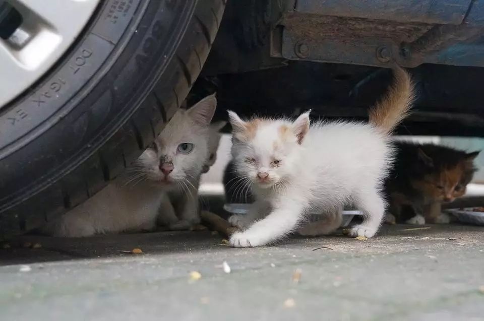 猫咪故事：那些冻死在冬天里的流浪猫