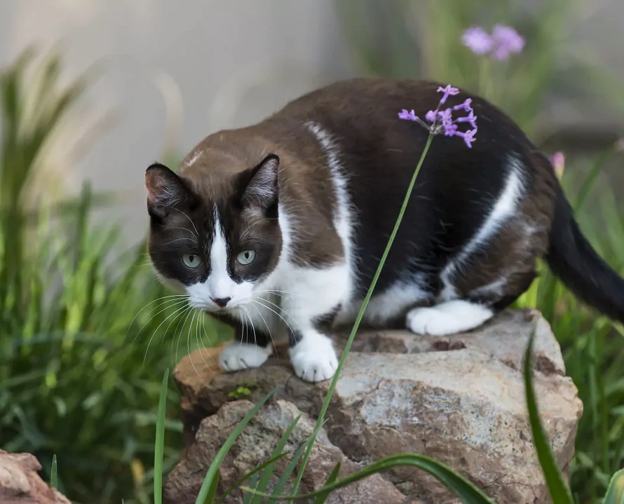 种全身都是黑白色的猫咪品种"