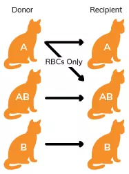 为什么90%的猫咪都是同一种血型？