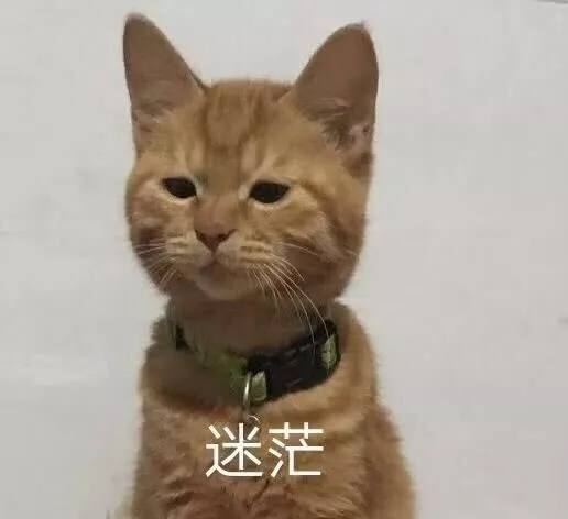 猫咪表情包 可爱 高糊 难受 表情包下载