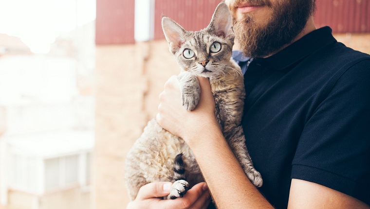 对陌生人比较友好的6种猫