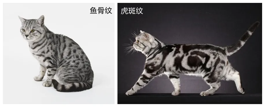 银虎斑的美国短毛猫详细介绍