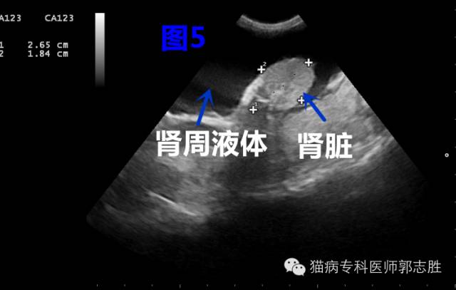 猫咪肾周囊肿的诊断、检查及治疗（猫咪得了肾周囊肿怎么办？）