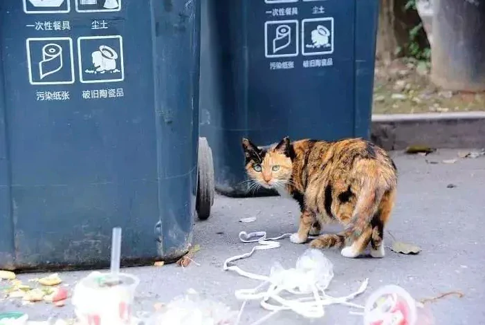 冬天是个适合捡猫的季节