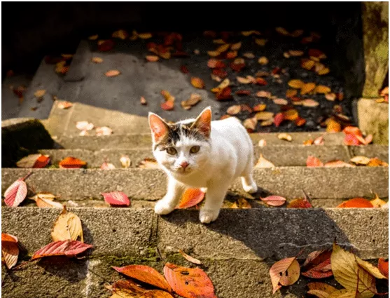 秋天，猫咪身上会发生哪些变化？如何帮助猫咪顺利度过？