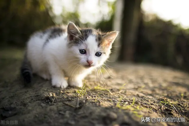 为什么人类无法彻底驯化猫咪？