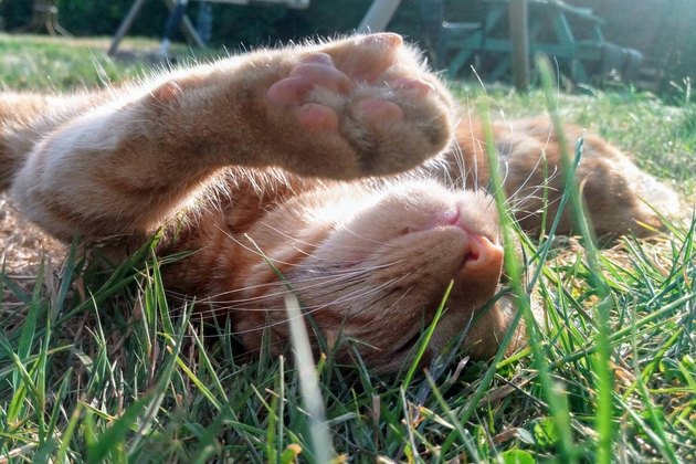 8张完美的粉红色猫咪脚趾豆的照片"