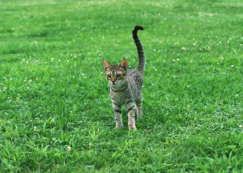 猫咪大全之奥西猫（欧西猫）品种介绍