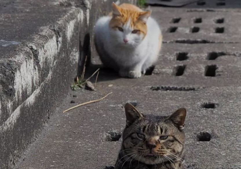 流浪猫、田园猫、宠物猫的区别在哪里？