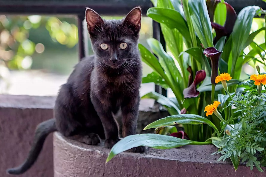 十个掉毛最少的猫咪品种排行，暹罗猫仅排第八，第一竟然是……