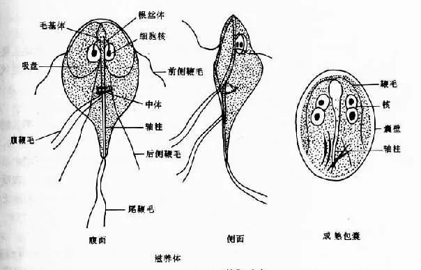 猫咪贾第鞭毛虫病的症状、治疗及预防