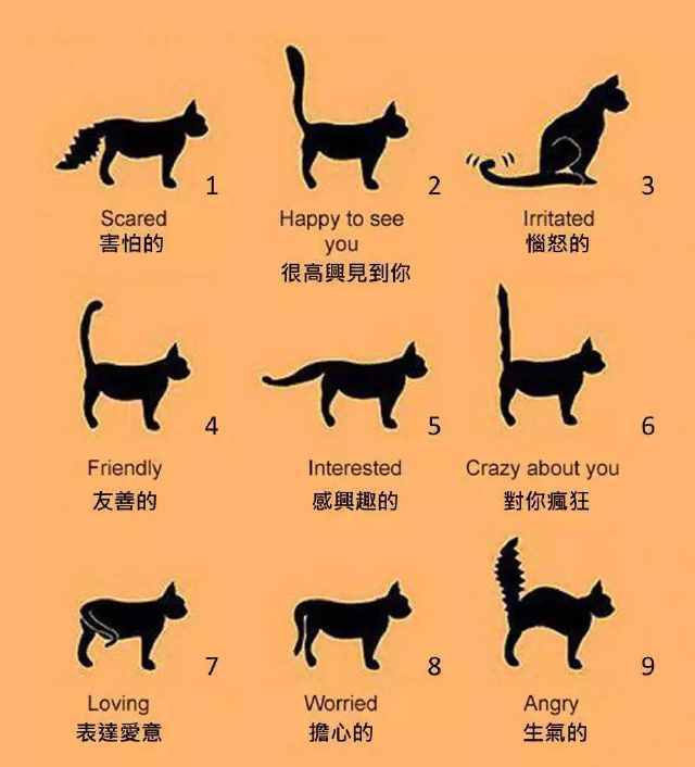 猫咪尾巴情绪图，不同的尾巴姿势代表不同的猫咪情绪