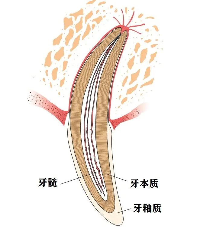 猫咪的牙齿断了一截怎么办？需要拔牙吗？