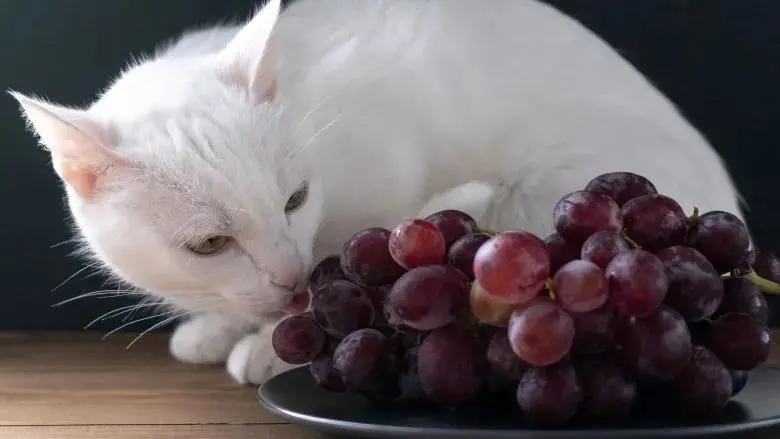 猫咪为啥会对水果感兴趣？