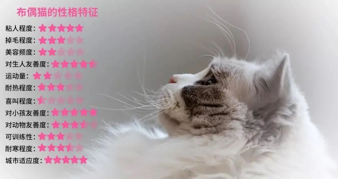 布偶猫除了长得好看之外还有哪些优点？