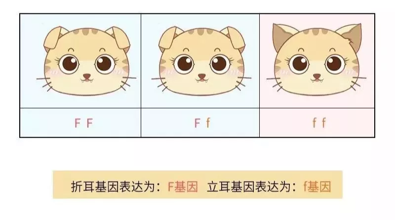 关于苏格兰折耳猫，你一定要知道这些