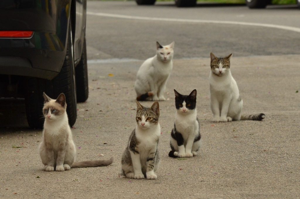 猫咪缺钙有什么症状？如何给猫咪补钙？